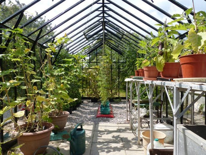 Elite Thyme Greenhouse - 8ft wide